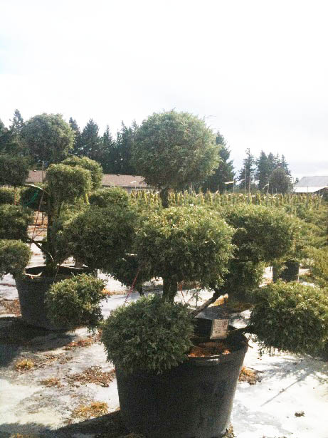 Juniperus x and  media 'Sulphur Spray' Pom pom